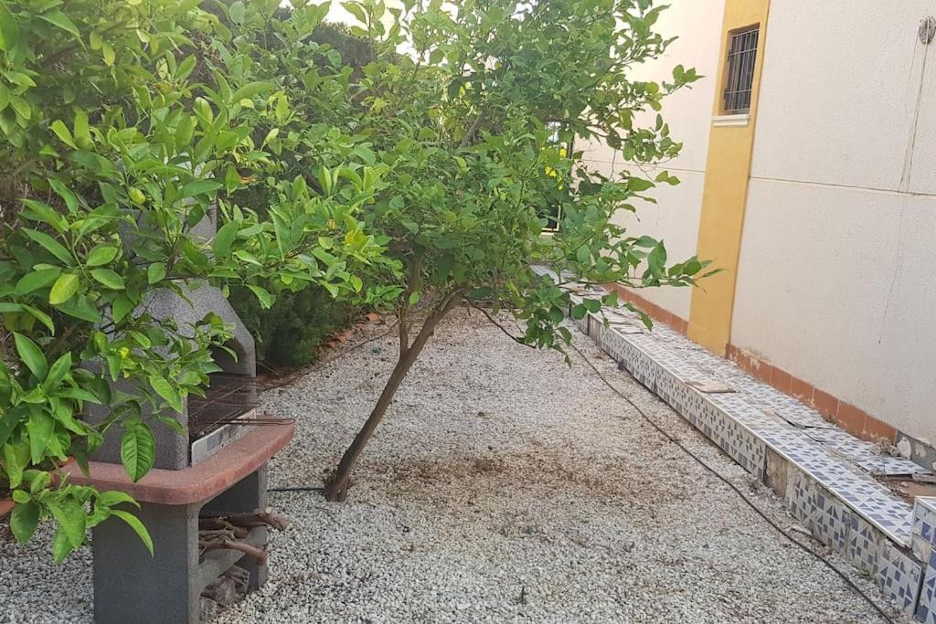 Punta Prima Bungalow Jardin Privado Τορεβιέχα Εξωτερικό φωτογραφία